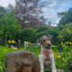 Dogs welcome