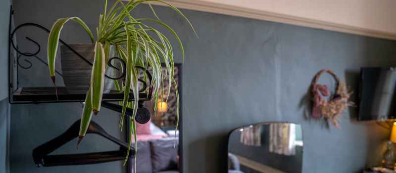 Bedroom 4 House Plant